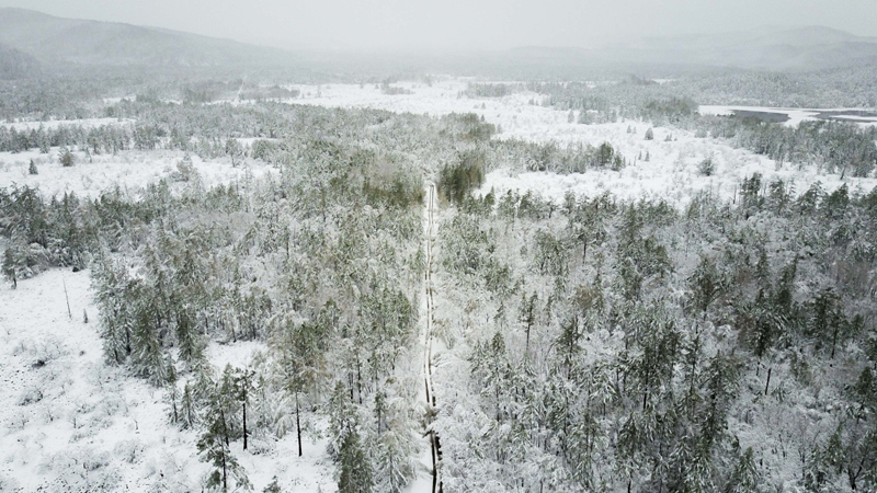 立夏时节,内蒙古毕拉河林业局达尔滨湖国家森林公园迎来降雪,雪花挂在微微泛绿的枝头上,美不胜收。