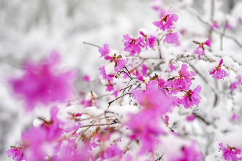 立夏时节,内蒙古毕拉河林业局达尔滨湖国家森林公园迎来降雪,雪花挂在微微泛绿的枝头上,美不胜收。