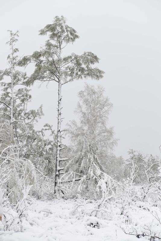 立夏时节,内蒙古毕拉河林业局达尔滨湖国家森林公园迎来降雪,雪花挂在微微泛绿的枝头上,美不胜收。