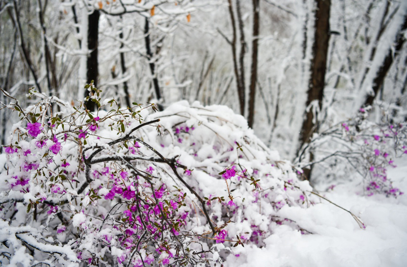 立夏时节,内蒙古毕拉河林业局达尔滨湖国家森林公园迎来降雪,雪花挂在微微泛绿的枝头上,美不胜收。