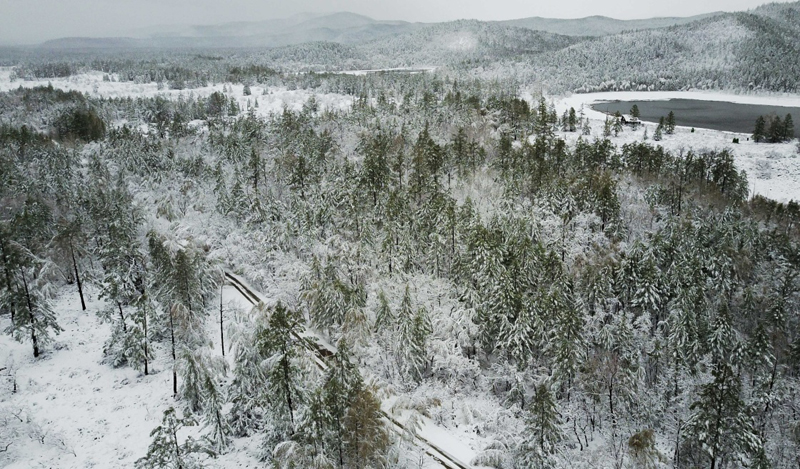 立夏时节,内蒙古毕拉河林业局达尔滨湖国家森林公园迎来降雪,雪花挂在微微泛绿的枝头上,美不胜收。