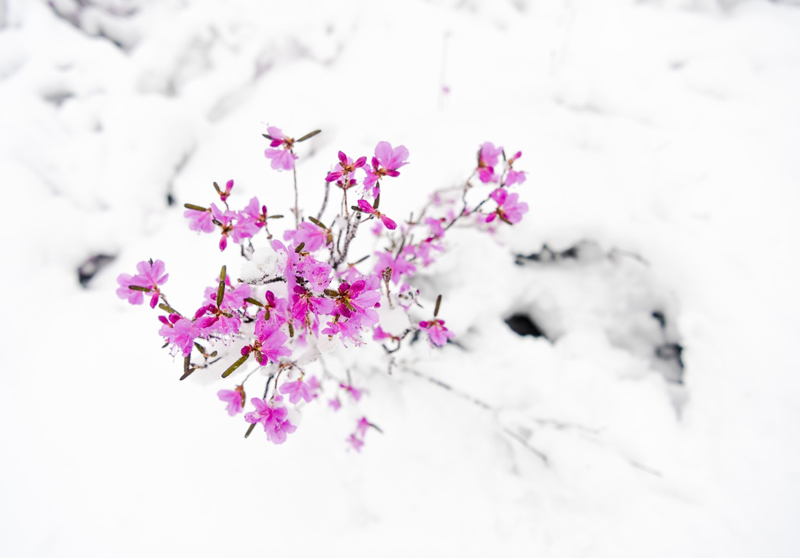 立夏时节,内蒙古毕拉河林业局达尔滨湖国家森林公园迎来降雪,雪花挂在微微泛绿的枝头上,美不胜收。