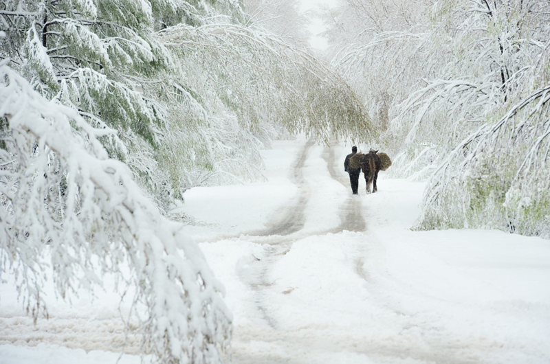 立夏时节,内蒙古毕拉河林业局达尔滨湖国家森林公园迎来降雪,雪花挂在微微泛绿的枝头上,美不胜收。