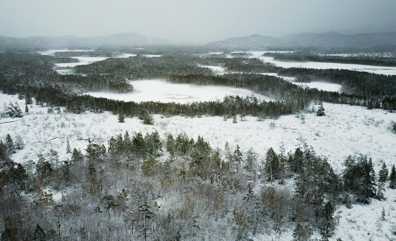 立夏时节,内蒙古毕拉河林业局达尔滨湖国家森林公园迎来降雪,雪花挂在微微泛绿的枝头上,美不胜收。