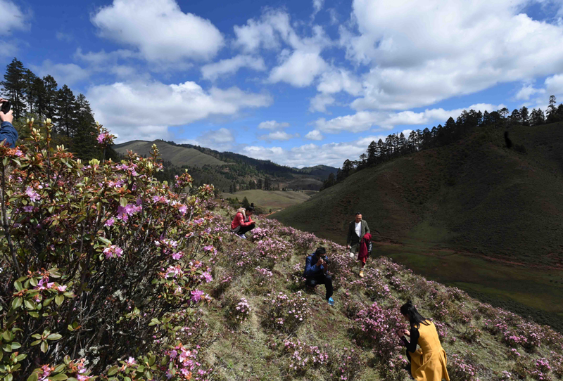 5月21日,游客在兰坪河西乡大羊场拍摄高山杜鹃花.