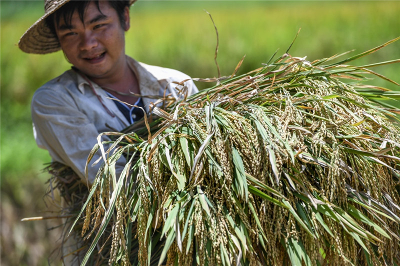 5月30日，番阳村委会开示二村村民刘齐在田里收割水稻。