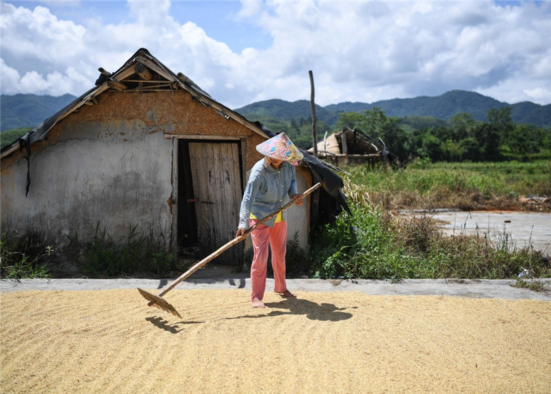5月30日，番阳村委会番阳三村的刘惠英在晒场晾晒新收获的稻谷。