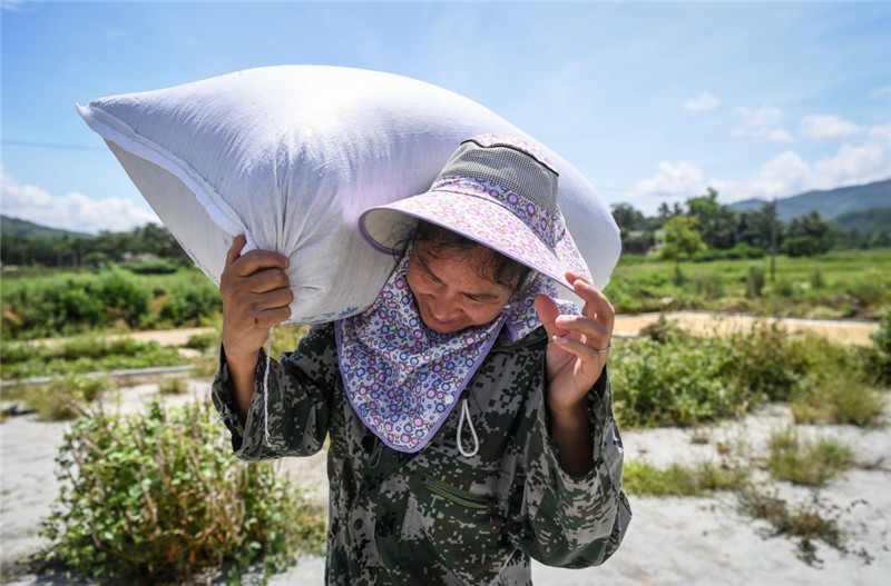 5月30日，番阳村委会开示二村村民刘晓娜扛着新收获的稻谷到晒场准备晾晒。