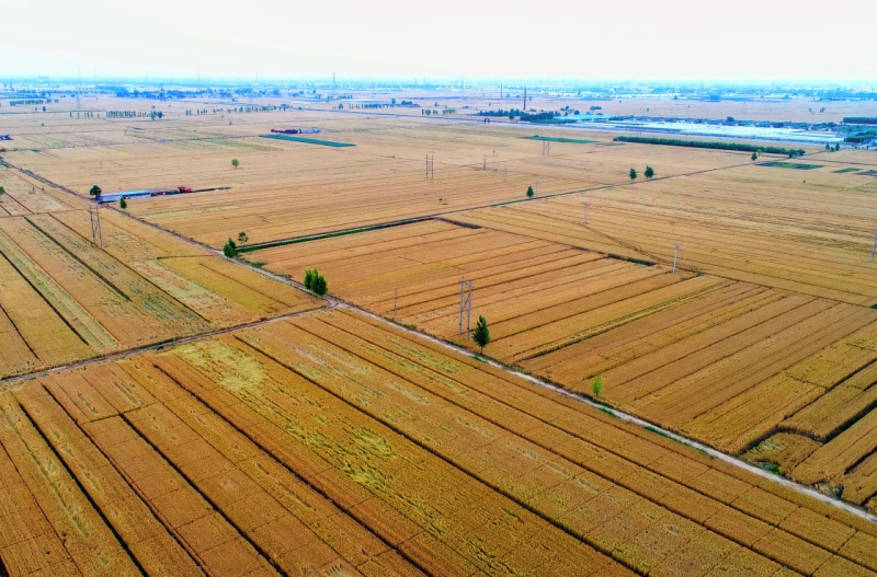河北小麦丰收在望_图片新闻_中国政府网