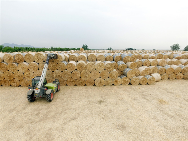6月4日，在安徽省蚌埠市怀远县大河湾，一家秸秆回收企业的工人操作机械在堆放打捆后的小麦秸秆。