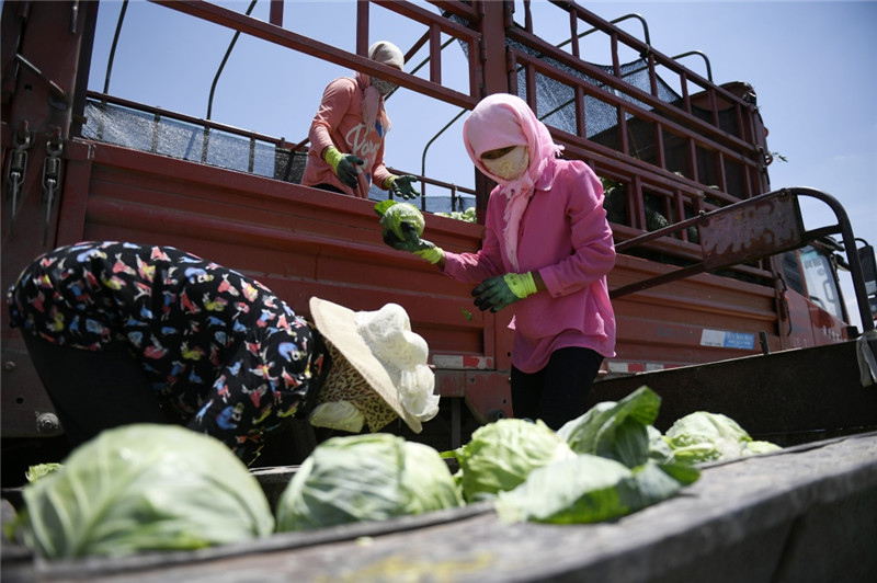 宁夏固原市原州区彭堡镇姚磨村村民在蔬菜基地收获圆白菜（6月30日摄）。