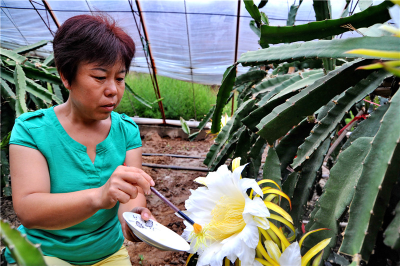 北怀来:发展特色种植促增收_图片新闻_中国政