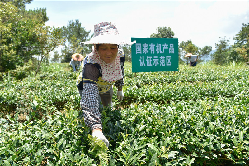 7月13日，茶农在福建省泉州市安溪县松香苑有机茶园拔除杂草。