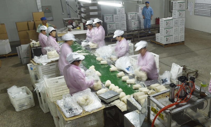 7月13日,沈阳恒生生物科技发展有限公司员工在金针菇包装车间工作。