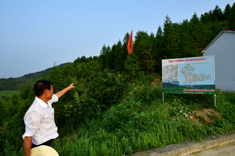 河南新县:推进碳汇交易 探索生态扶贫新路径_