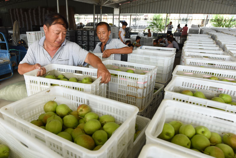 8月6日，威县前花疃村果农在搬运采摘的鲜梨。