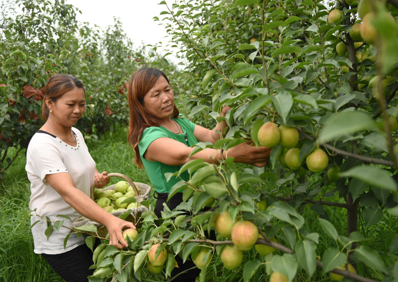 8月6日，威县前花疃村果农在梨园内采摘鲜梨。