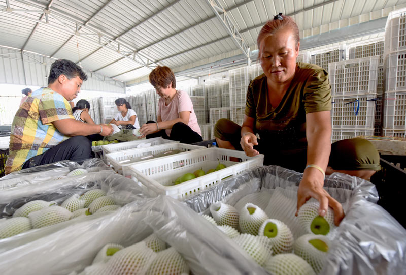 8月6日，威县前花疃村果农将刚采摘的鲜梨整理装箱。