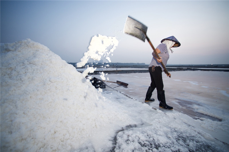 8月6日，山腰盐场的盐工在盐田中铲收海盐。