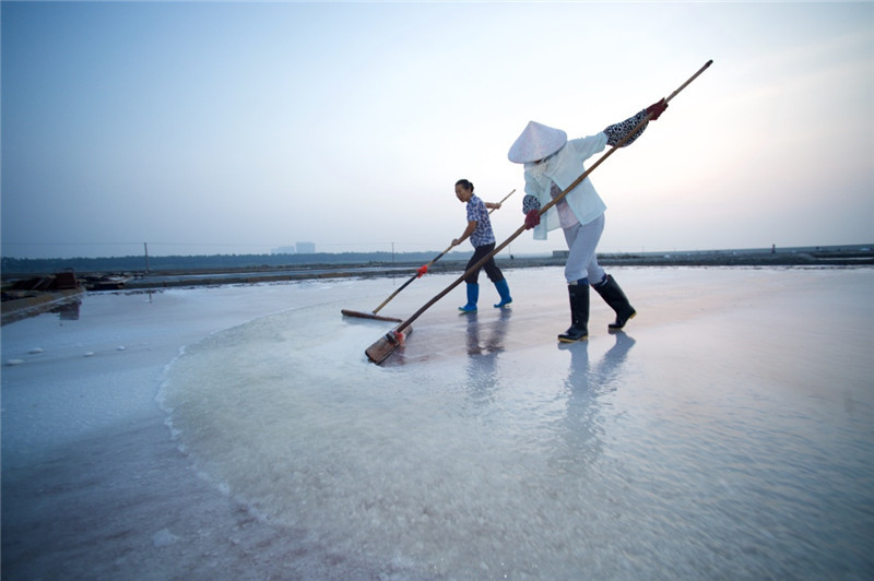 8月6日，山腰盐场的盐工在用传统的盐耙扒收海盐。