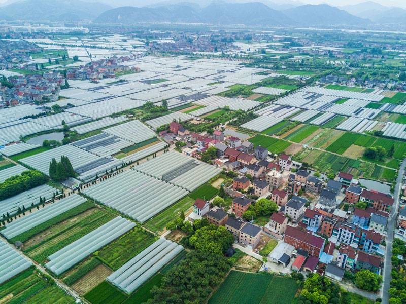 8月17日,空中俯瞰东洲街道红旗村的300亩彩色创意水稻。 8月下旬,浙江省杭州市富阳区东洲街道的4000多亩葡萄园进入了乡村采摘旅游的旺季,同时红旗村300亩彩色创意水稻、五丰岛5000亩鱼塘都成为当地乡村旅游的特色亮点,吸引各地游客前来观赏、体验。 近两年来,东洲街道通过互联网+农业模式,构建智慧农旅地图,将东洲农业产业联接到互联网地图,打造以乡村旅游、农事采摘、农家乐民宿为主题的乡村旅游新模式,建立适合新媒体消费时代的美丽经济产业带。 新华社记者 徐昱 摄 8月17日,东洲街道红旗村的农民