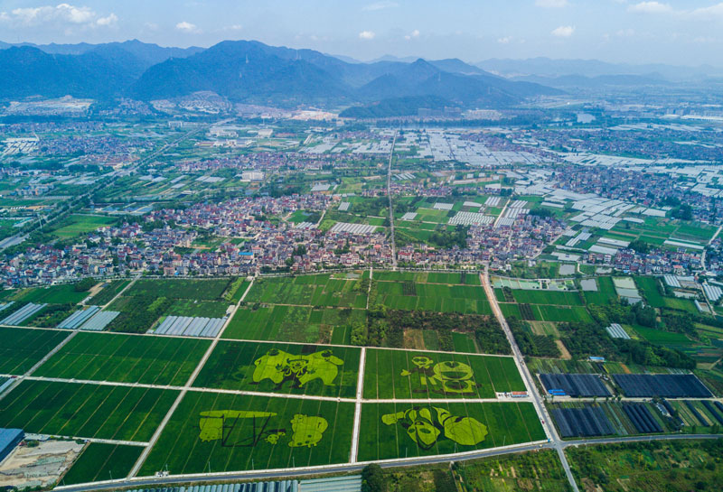 8月17日，空中俯瞰东洲街道红旗村的300亩彩色创意水稻。