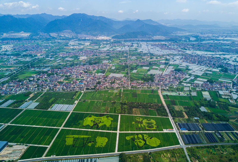 8月17日,空中俯瞰东洲街道红旗村的300亩彩色创意水稻。 8月下旬,浙江省杭州市富阳区东洲街道的4000多亩葡萄园进入了乡村采摘旅游的旺季,同时红旗村300亩彩色创意水稻、五丰岛5000亩鱼塘都成为当地乡村旅游的特色亮点,吸引各地游客前来观赏、体验。 近两年来,东洲街道通过互联网+农业模式,构建智慧农旅地图,将东洲农业产业联接到互联网地图,打造以乡村旅游、农事采摘、农家乐民宿为主题的乡村旅游新模式,建立适合新媒体消费时代的美丽经济产业带。 新华社记者 徐昱 摄 8月17日,东洲街道红旗村的农民