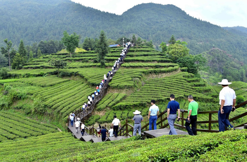 湖北恩施：客满秋茶园