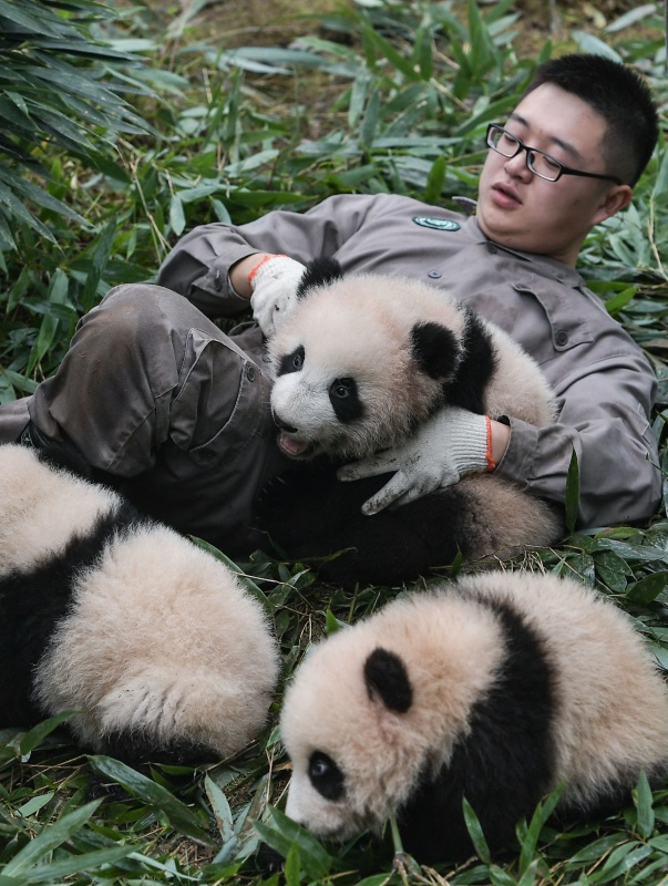 中国大熊猫保护研究中心2017年繁育大熊猫幼