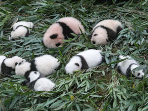 300大熊猫.jpg