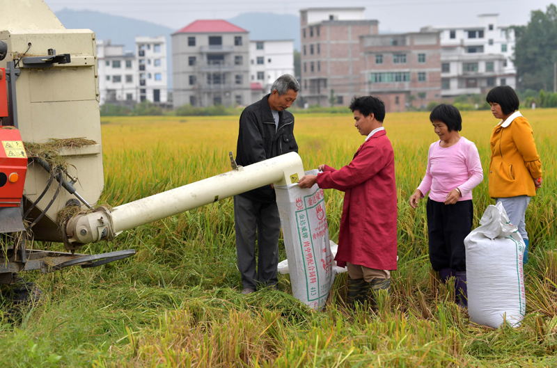 10月21日，在江西省于都县梓山镇安和村，当地农户在稻田里将水稻打包装袋。