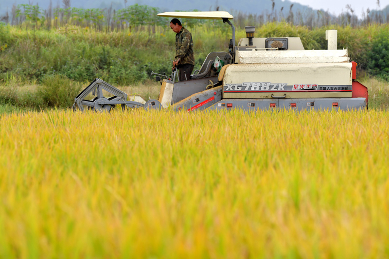10月21日，在江西省于都县梓山镇安和村，当地农户在稻田里收割晚稻。