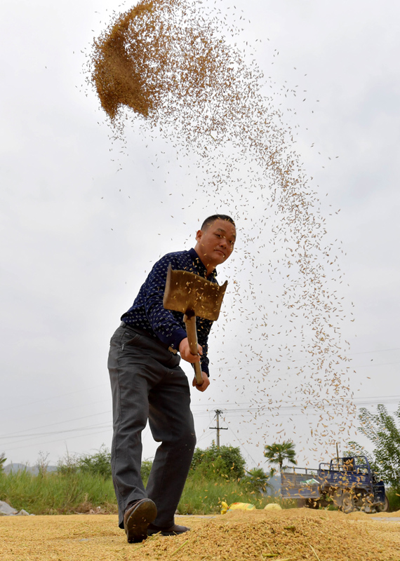 10月21日，在江西省于都县梓山镇安和村，当地农户在晾晒场扬场。