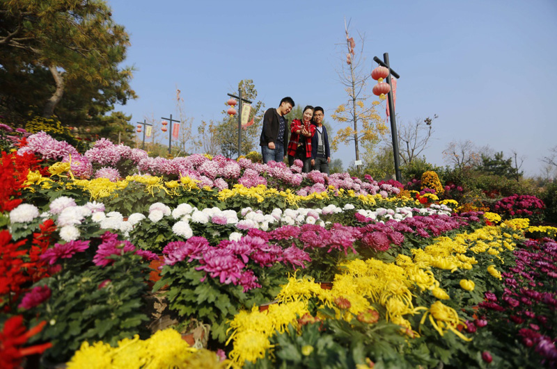 当日是重阳节,山东省临沂市沂南县红石寨水利风景区举办"金秋菊花节"