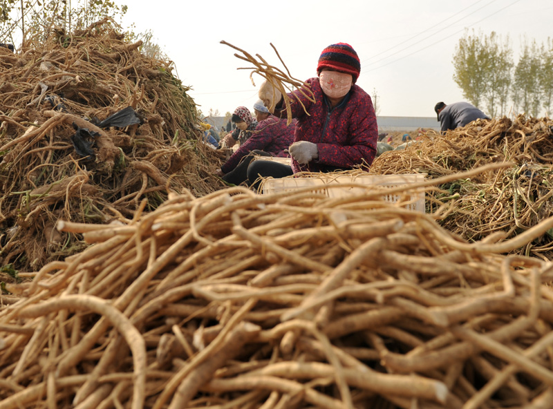 11月16日，农民在河北省东光县荣业现代农业园区内分拣辣根。