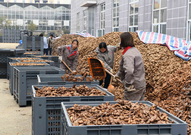贵州重点农业扶贫项目建成试生产