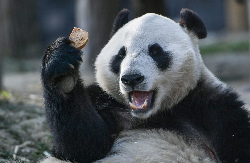 大熊猫华豹金宝宝启程前往芬兰