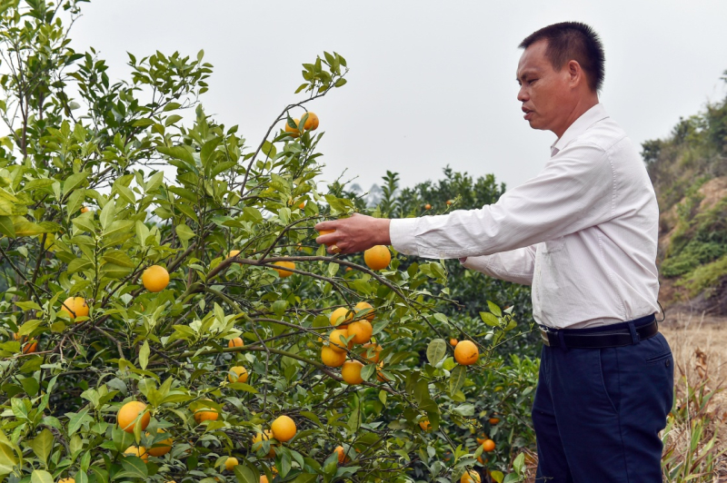 又现红橙滚滚--广东廉江科技攻关让果农增收