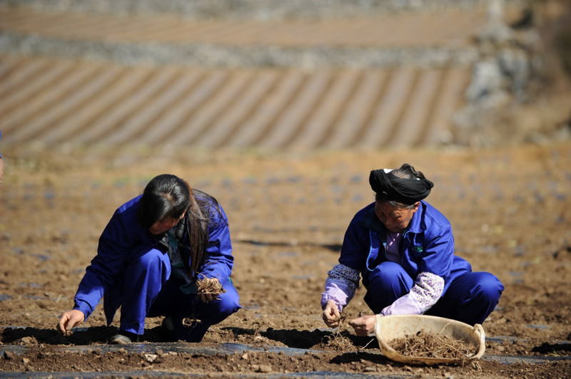 贵州威宁:产业结构调整助力乡村振兴