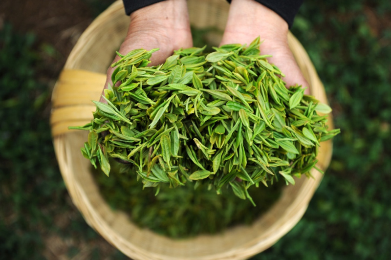 目前,黄果树毛峰,朵贝茶已获得国家地理标志产品保护,安顺瀑布茶获颁