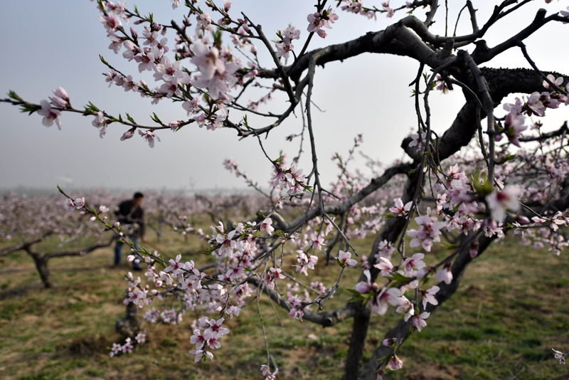 3月29日，农民在山东省临沂市郯城县马头镇的蜜桃种植基地劳作。