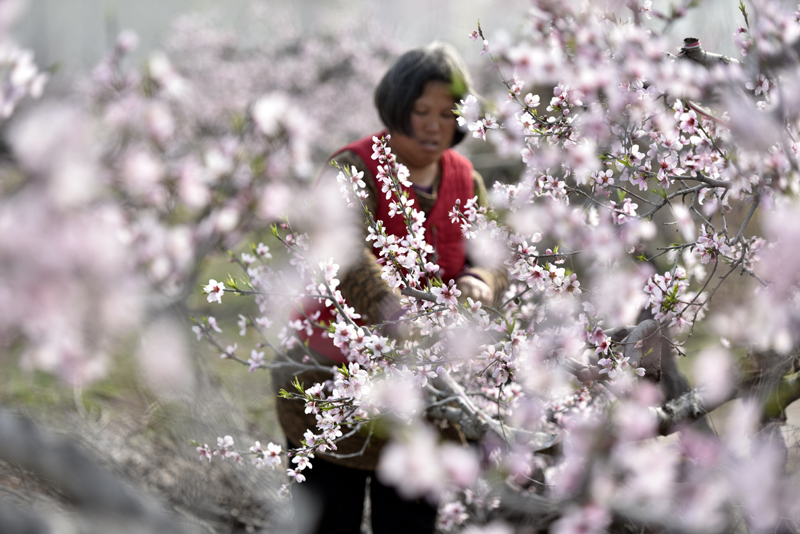 3月29日，农民在山东省临沂市郯城县马头镇的蜜桃种植基地劳作。