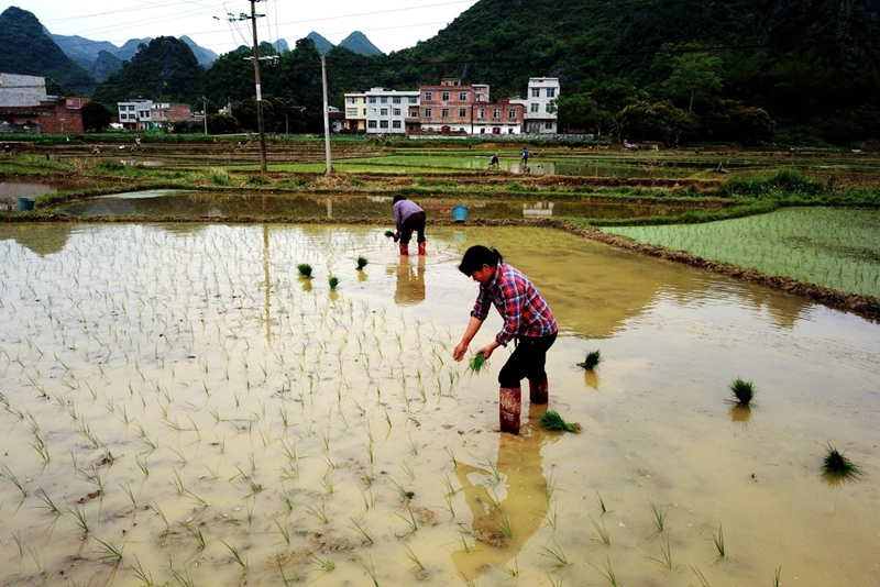 广西龙马村有多少人口_龙马幸村图(2)