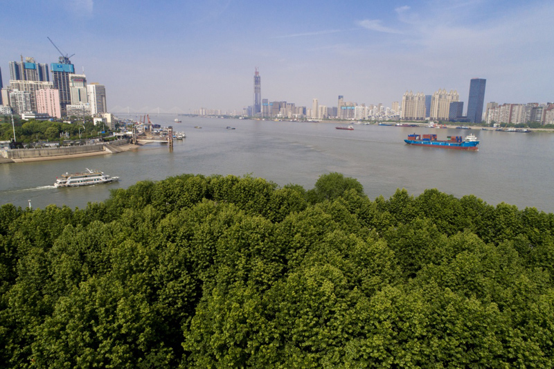 武汉:打造长江“绿色岸线”(组图)(图1)