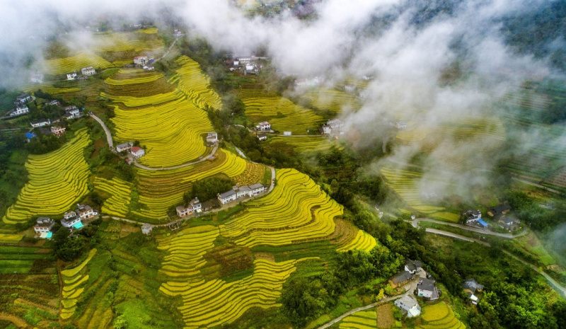 每逢金秋时节,千亩水稻田从山底到半山腰,层层叠叠金光灿灿,丰收景色图片