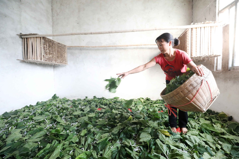 年产鲜茧3000多吨