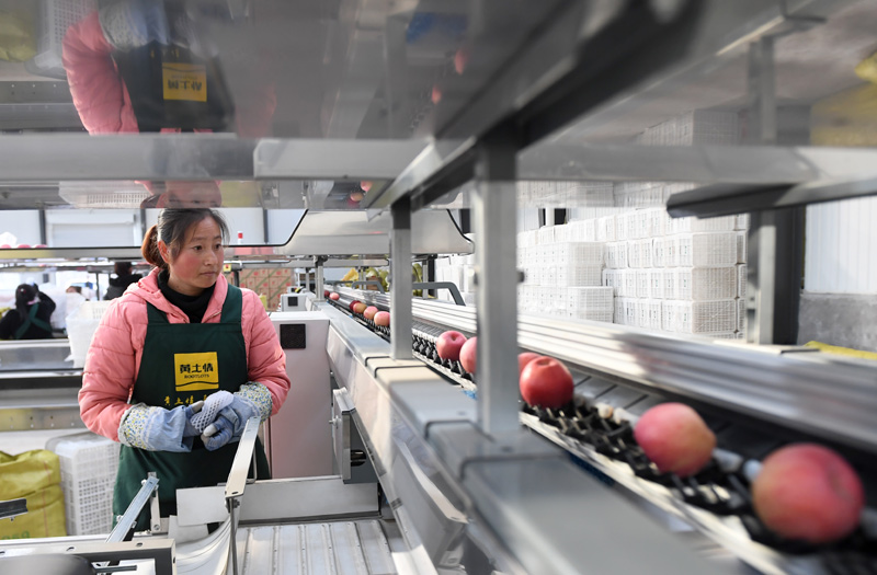 陕西延安:苹果 后整理 助推产业扶贫_图片新闻