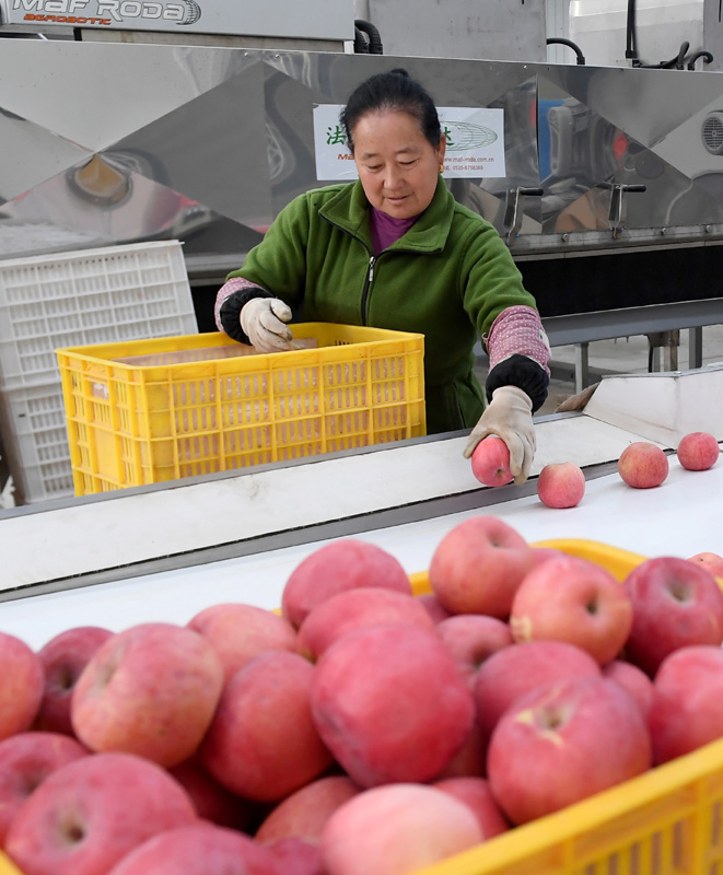 陕西延安:苹果 后整理 助推产业扶贫_图片新闻