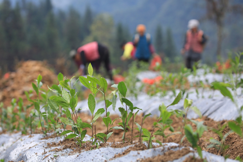爱游戏app网页版官方入口：特征种植助民增收