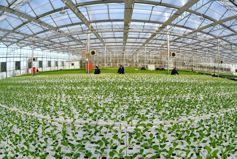 大力推进高效设施农业建设,走规模化种植绿色无公害蔬菜道路,取得了